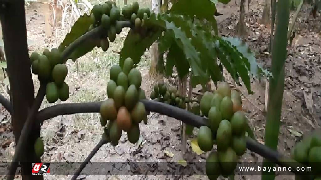 পঞ্চগড়ে নতুন স্বপ্ন জাগাচ্ছে কফি চাষ